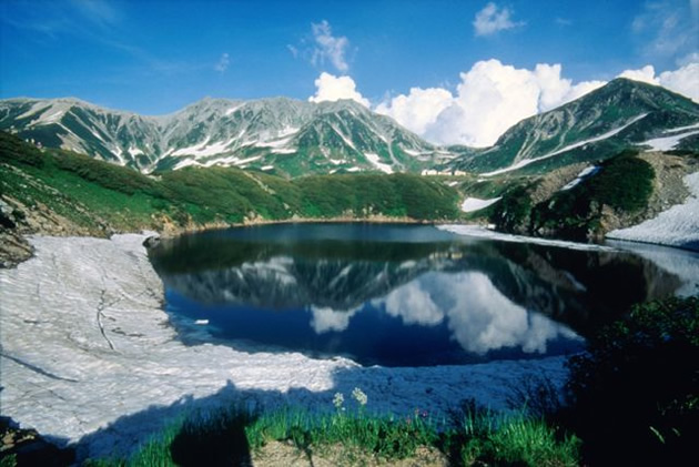 立山連峰（高山植物の群落）