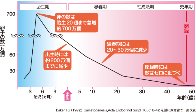 卵子の数