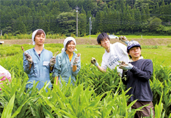 特産の五箇山かぼちゃや合掌みょうがの<br/>
収穫を楽しむ参加者たち