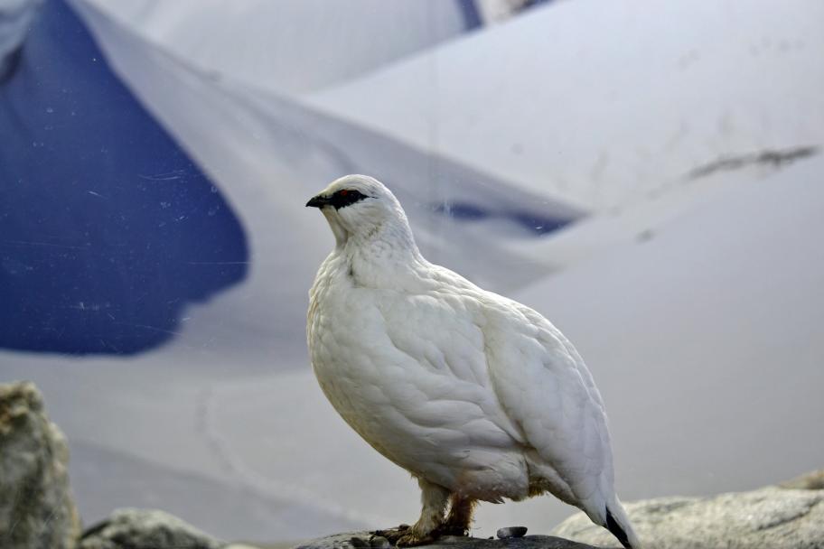 富山市ファミリーパーク_雷鳥