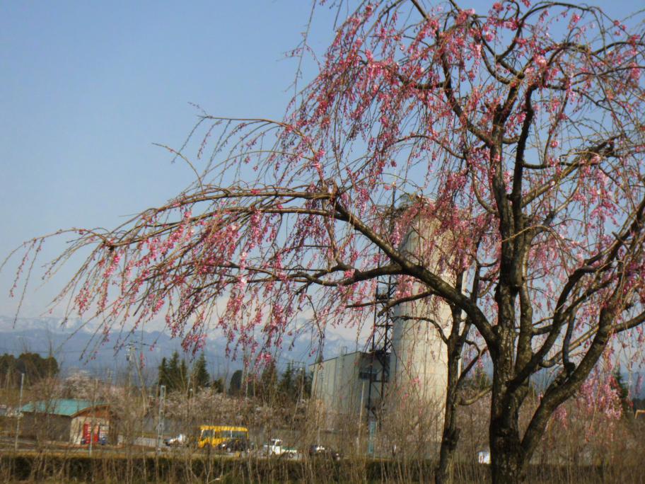 岩峅野桜づつみ