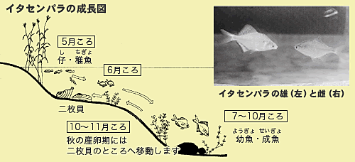 イタセンパラの成長図