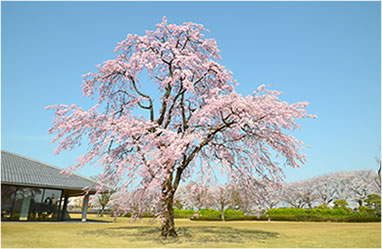 春の様子