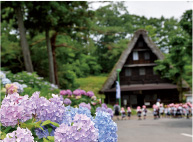 あじさい祭り