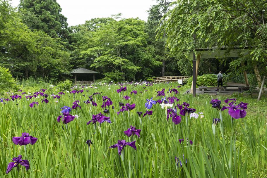 行田の沢清水