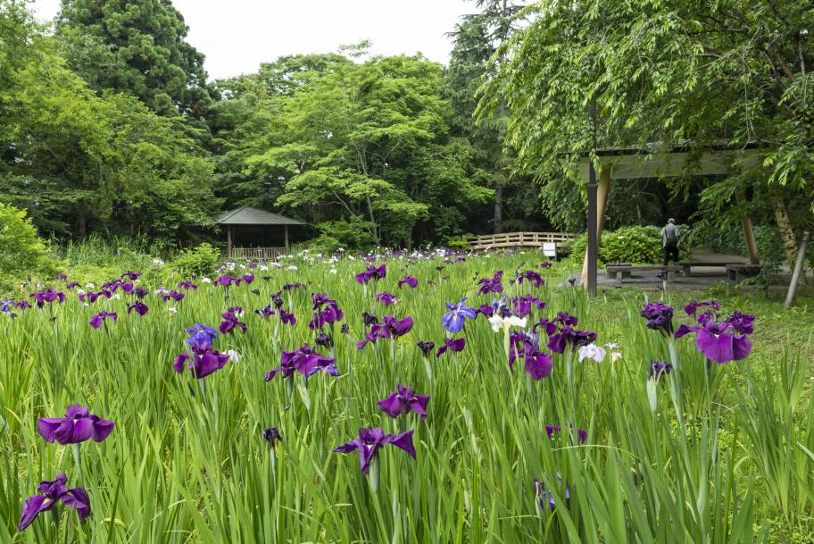 行田の沢清水