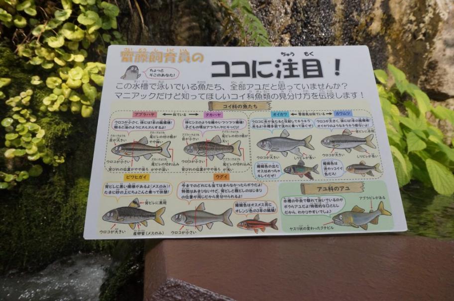 魚津水族館6