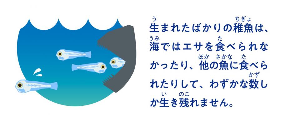 栽培漁業について6