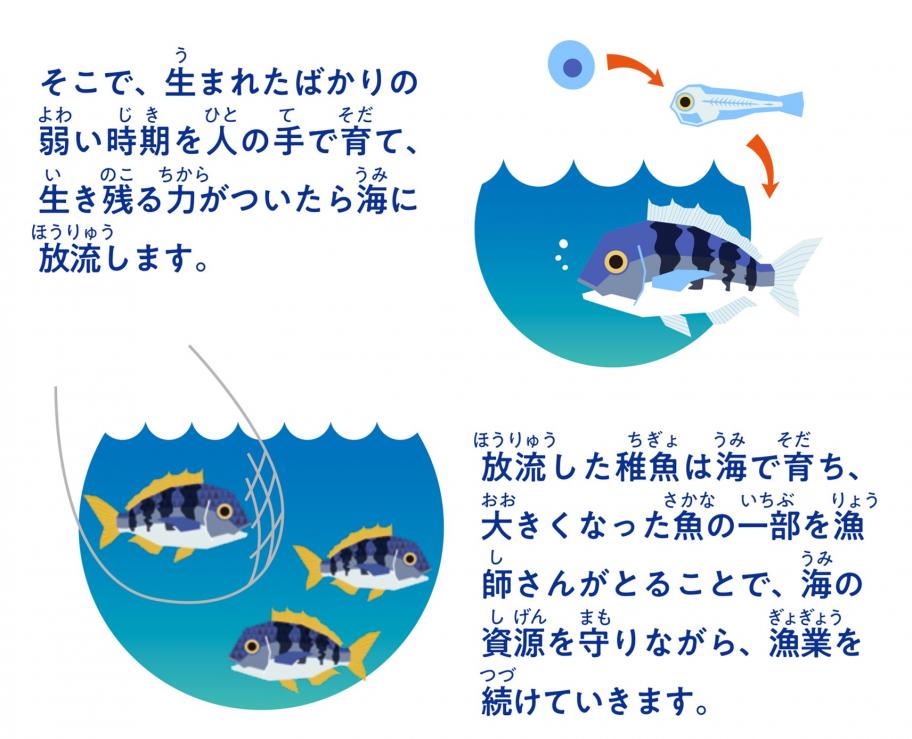 栽培漁業について9