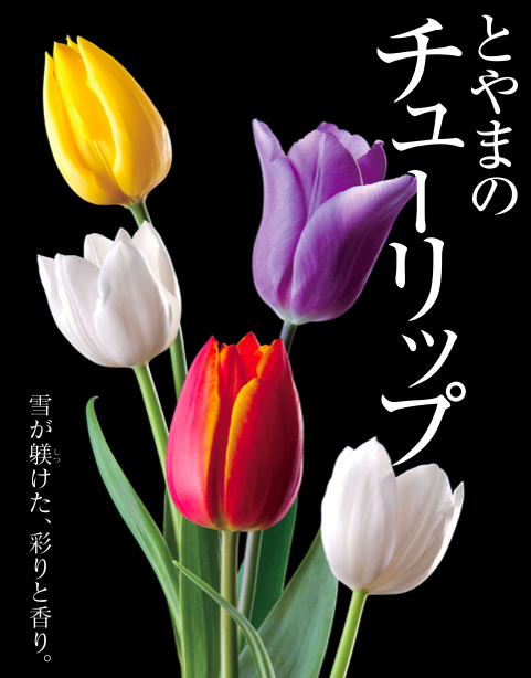 チューリップ