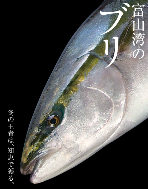 ブリ