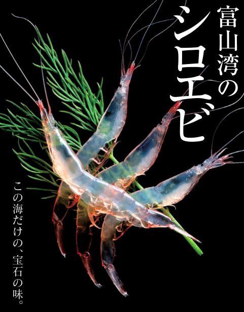 シロエビ