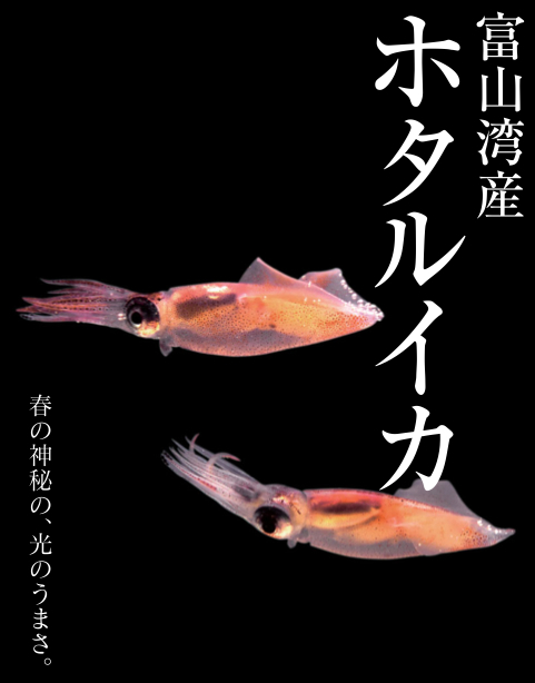 ホタルイカ