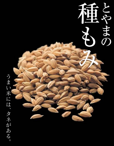 種もみ