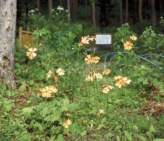 山野草