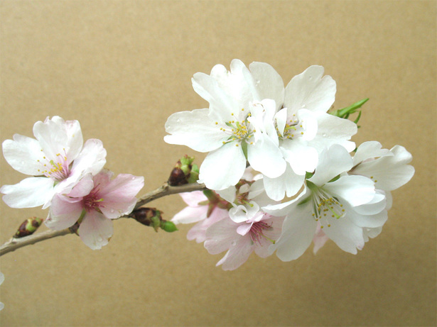 浄蓮寺の桜