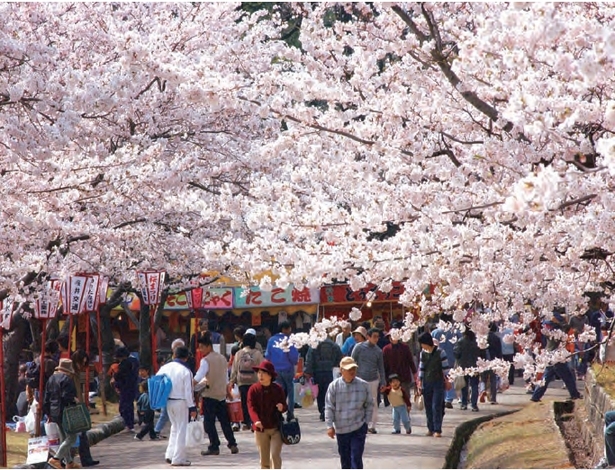 満開の桜の下で多くの人で賑わう様子2