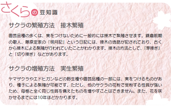 さくらの豆知識「接木繁殖」「実生繁殖」について