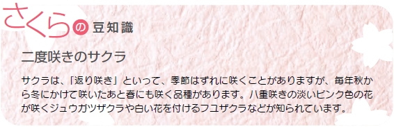 さくらの豆知識「二度咲きのサクラ」