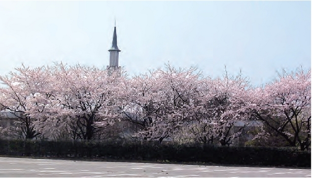 満開の桜の様子