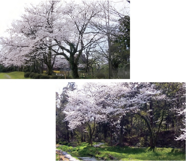 公園内の桜の様子2