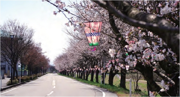 道沿いの満開の桜