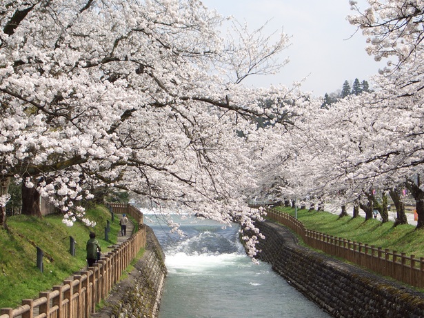 満開の桜並木