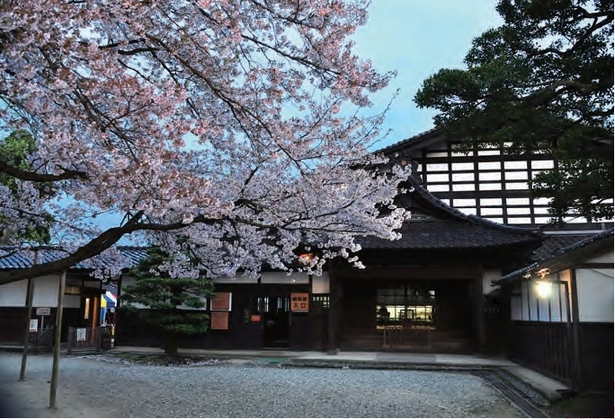 前庭の満開の桜の様子