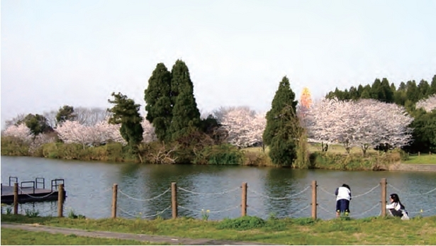 池の周りに咲く桜の様子