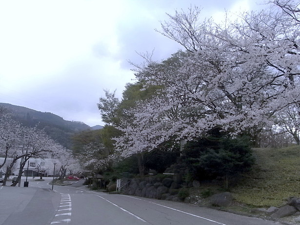 道路脇の桜の様子