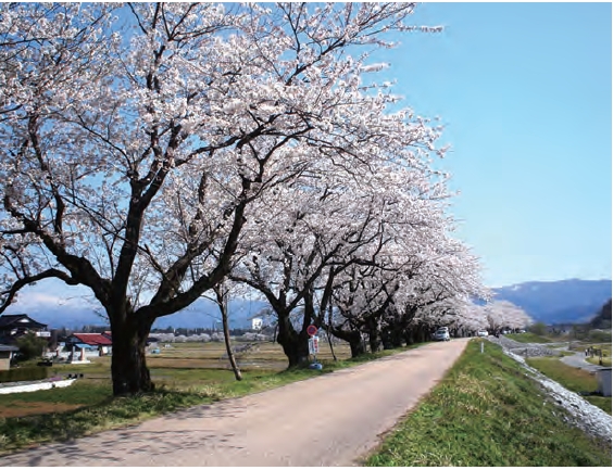 堤沿いに咲く満開の桜の様子