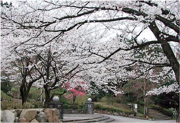 公園内の満開の桜の様子