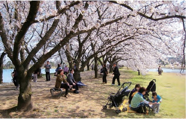 満開の桜並木と花見を楽しむ人たちの様子