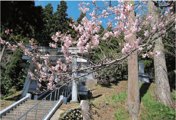 桜と鳥居