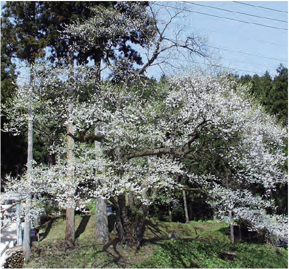 満開の桜の様子