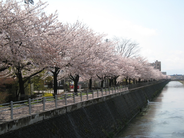 千保川沿いに桜並木の様子