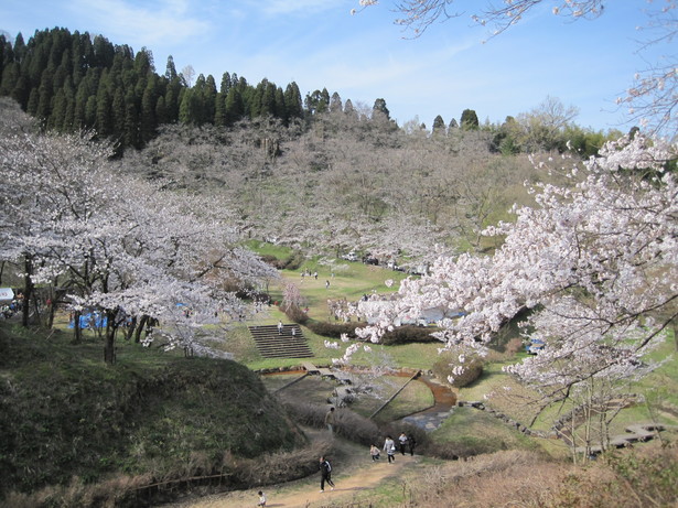 公園内の満開の桜の様子