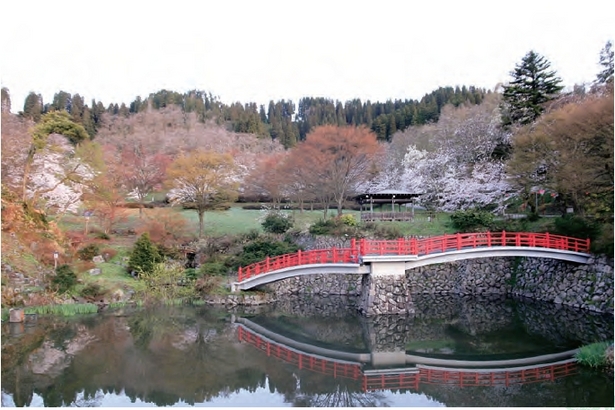池と赤い橋、満開の桜の様子