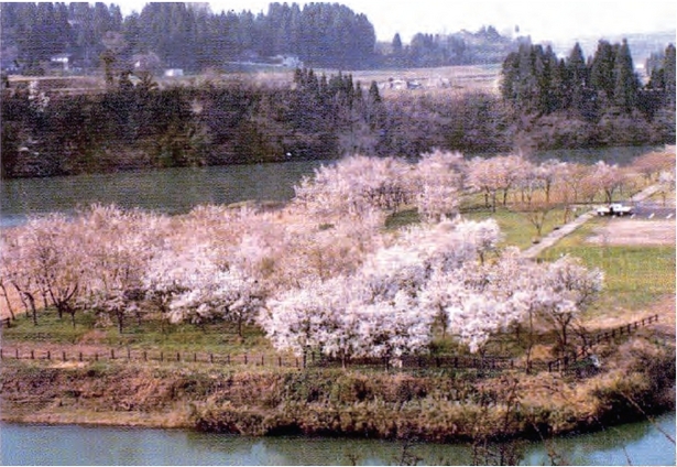 ダム湖畔の桜の様子