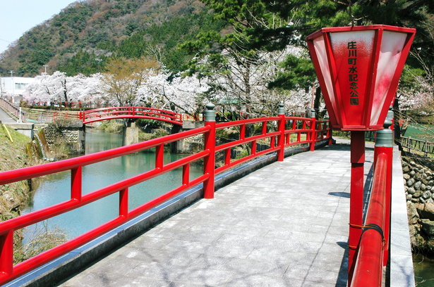 橋と桜並木の様子