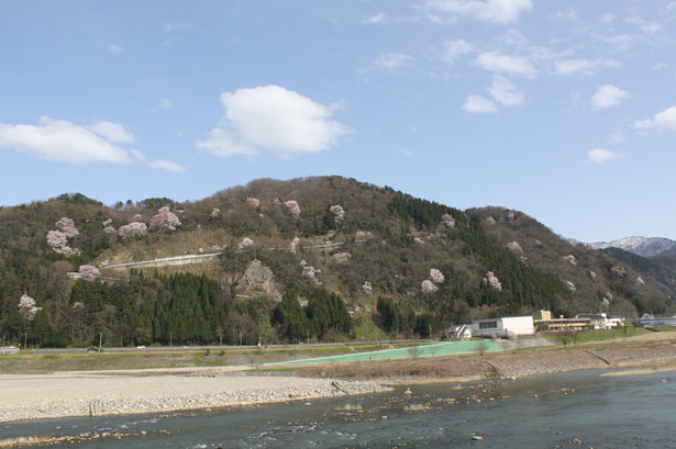 砺波嵐山に咲く桜の画像