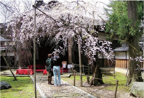 満開の桜を楽しむ男女