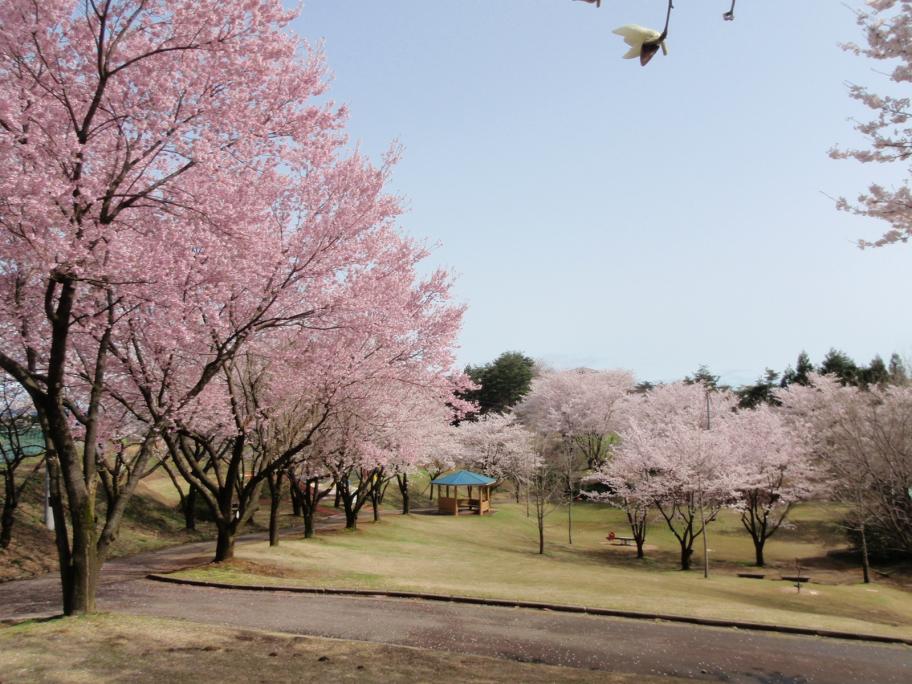 桜ヶ池2