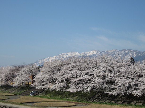 残雪野山並みと桜並木の様子