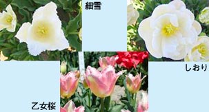 品種「細雪」、「しおり」、「乙女桜」の写真