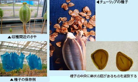 チューリップの種子の写真