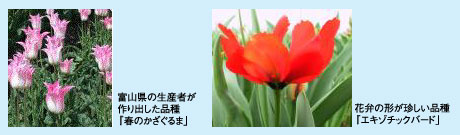 春のかざぐるま等