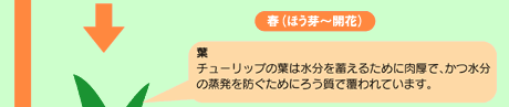 チューリップの植付けから開花まで3