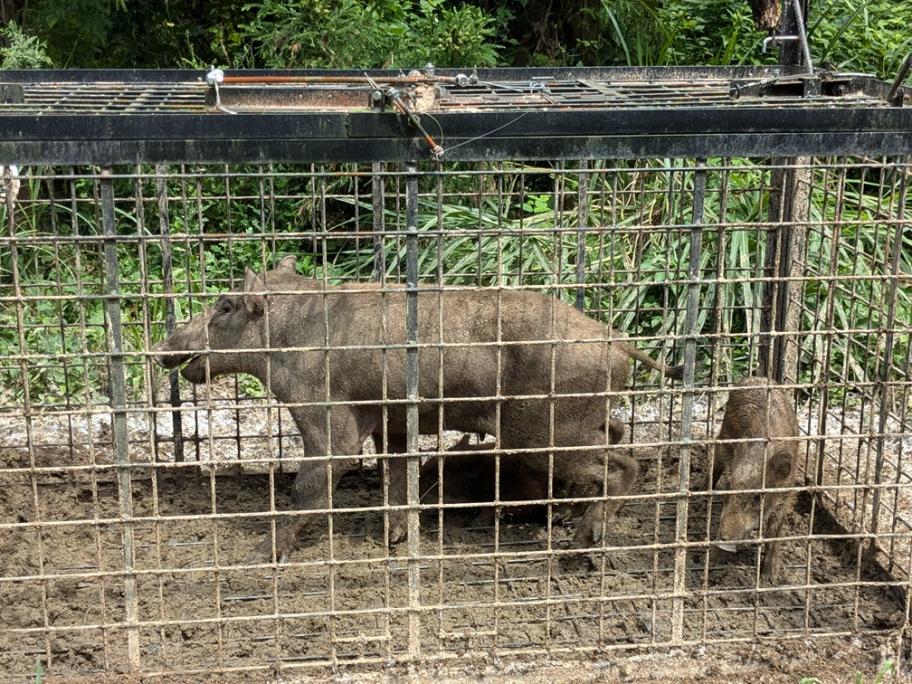 捕獲