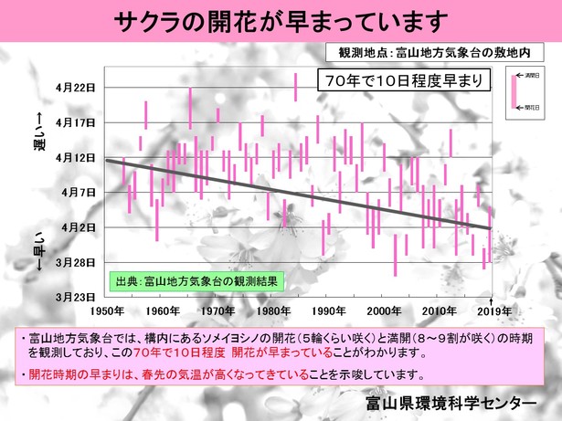 サクラの開花グラフ